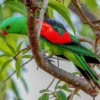 Keunikan Burung Nuri Raja Papua: Fakta dan Habitatny