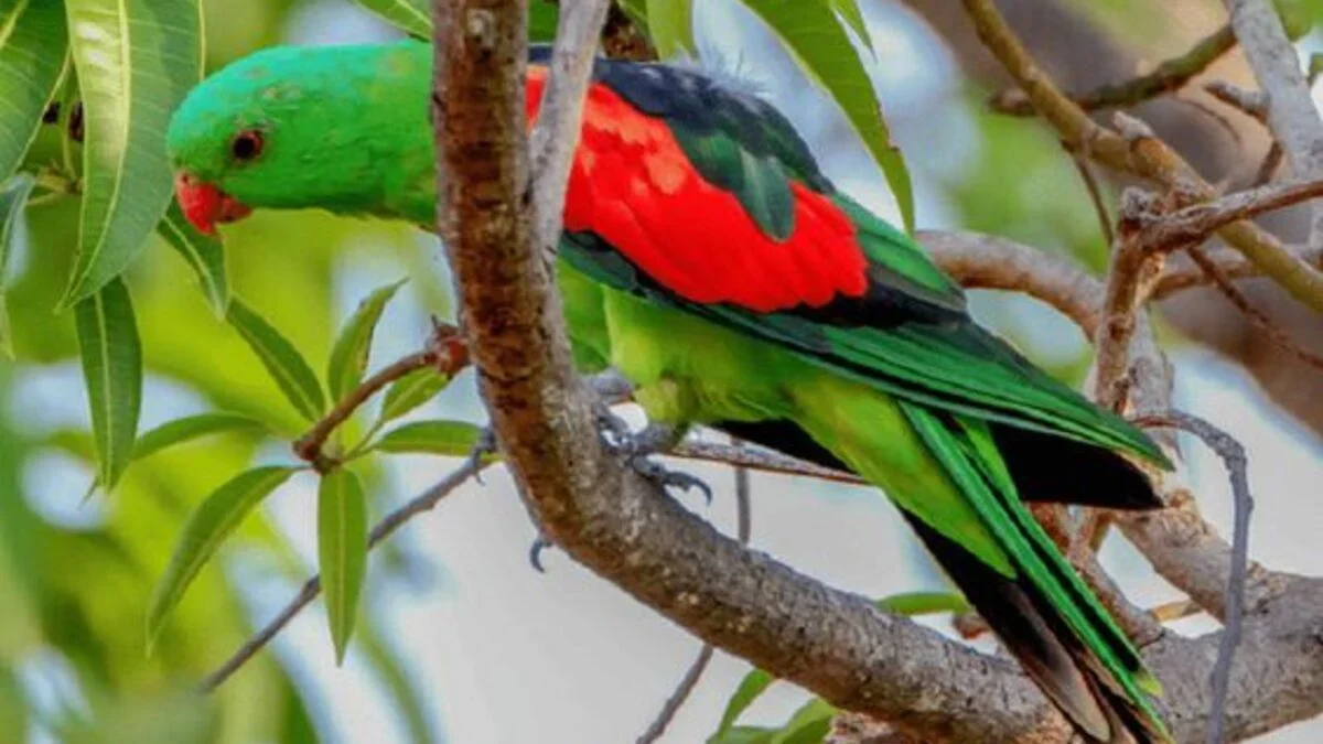 Keunikan Burung Nuri Raja Papua: Fakta dan Habitatny