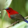 Burung Madu Jawa: Spesies Langka yang Perlu Dilindungi  
