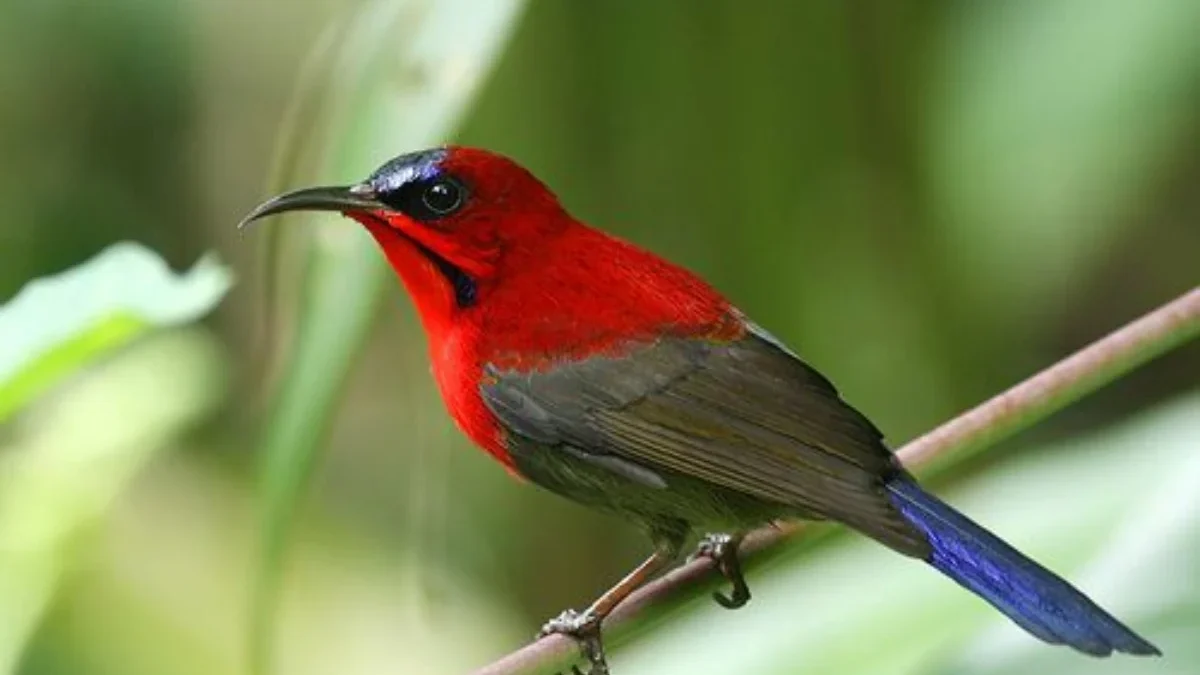 Burung Madu Jawa: Spesies Langka yang Perlu Dilindungi  