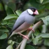 Keajaiban Alam: 7 Fakta Tak Terduga Tentang Burung Gelatik Jawa