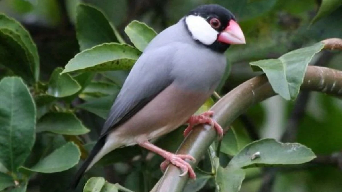 Keajaiban Alam: 7 Fakta Tak Terduga Tentang Burung Gelatik Jawa
