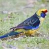Habitat dan Persebaran Burung Rosella Hijau di Pulau Jawa