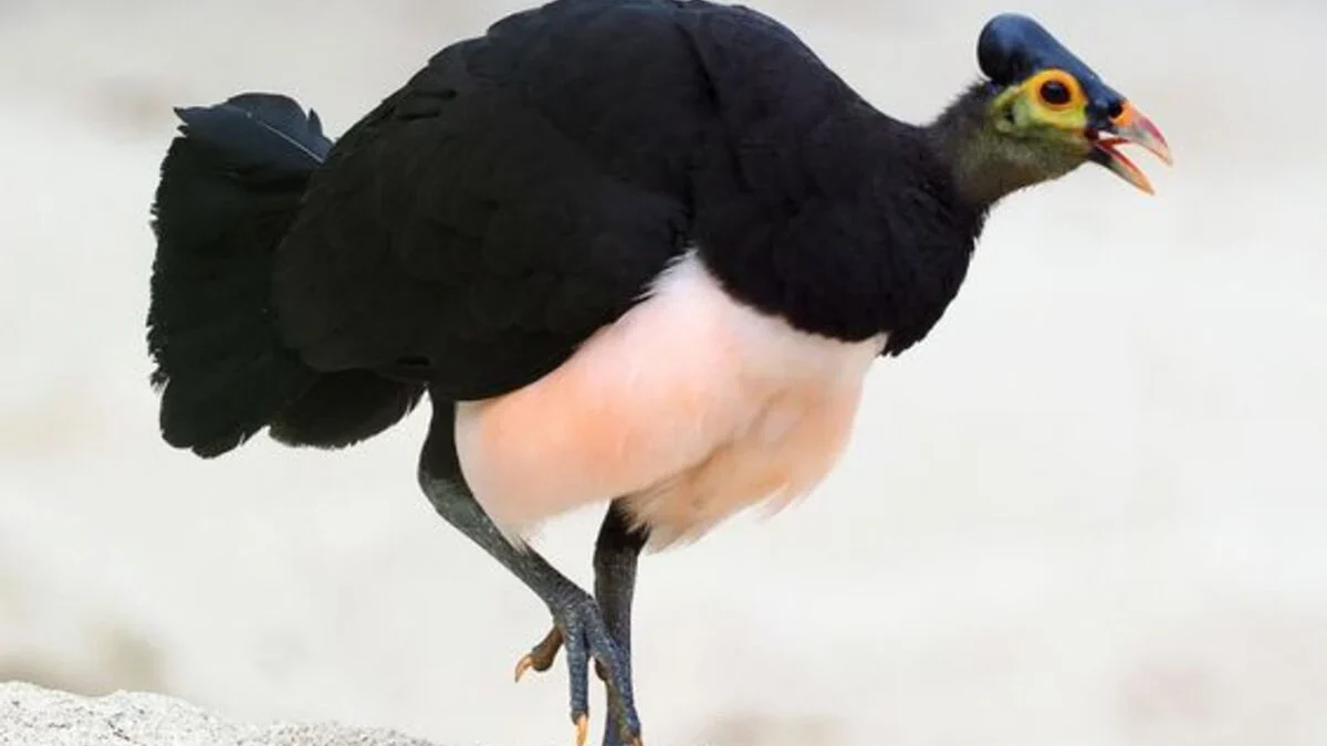 7 Fakta Penting Burung Maleo yang Wajib Diketahui Pecinta Burung!