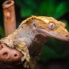 Crested Gecko: Habitat Asli dan Penyebaran di Alam Liar