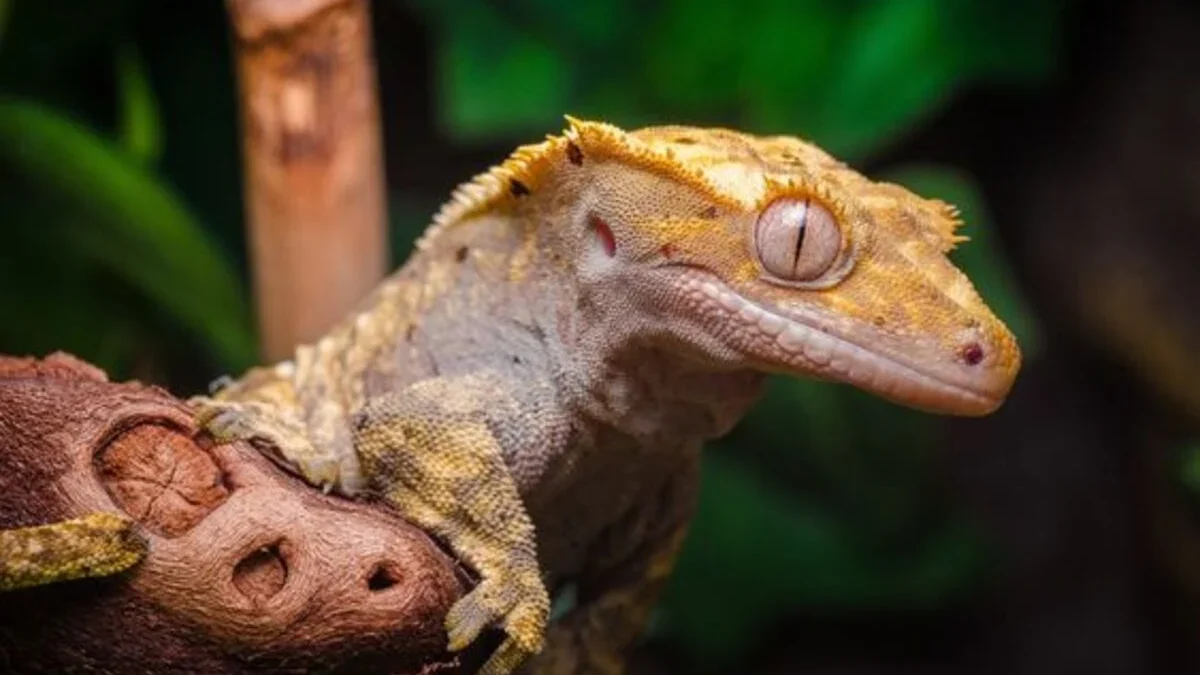 Crested Gecko: Habitat Asli dan Penyebaran di Alam Liar