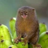 5 Jenis Monyet Terkecil di Dunia,yang Sangat Unik dan Langka 