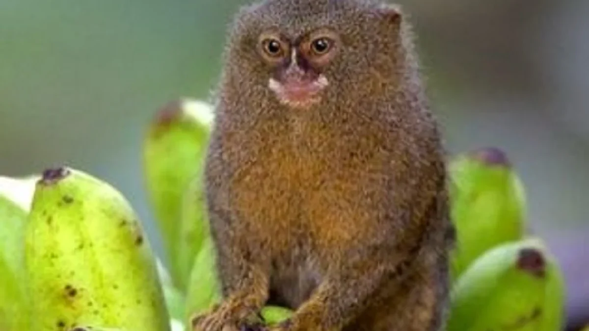 5 Jenis Monyet Terkecil di Dunia,yang Sangat Unik dan Langka 