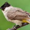 Burung Kutilang: Karakteristik, Penyebaran, dan Habitat
