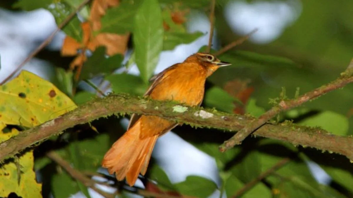 7 Fakta Menakjubkan Burung Cryptic Treehunter: Si Penjelajah Hutan Misterius