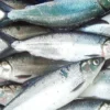 Pemerintah Fokus Mempercepat Hilirisasi Ikan Bandeng Menjadikan Komoditas Unggulan