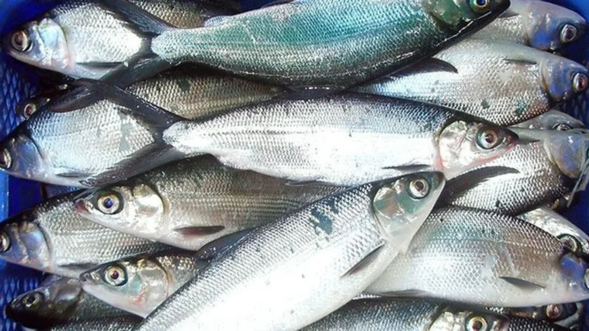 Pemerintah Fokus Mempercepat Hilirisasi Ikan Bandeng Menjadikan Komoditas Unggulan