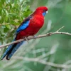 Keunikan Burung Rosella Merah: Warna dan Karakteristiknya