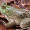5 Fakta Tentang Katak American Bullfrog, Jenis Katak Besar dan Memiliki Komunikasi yang Unik 