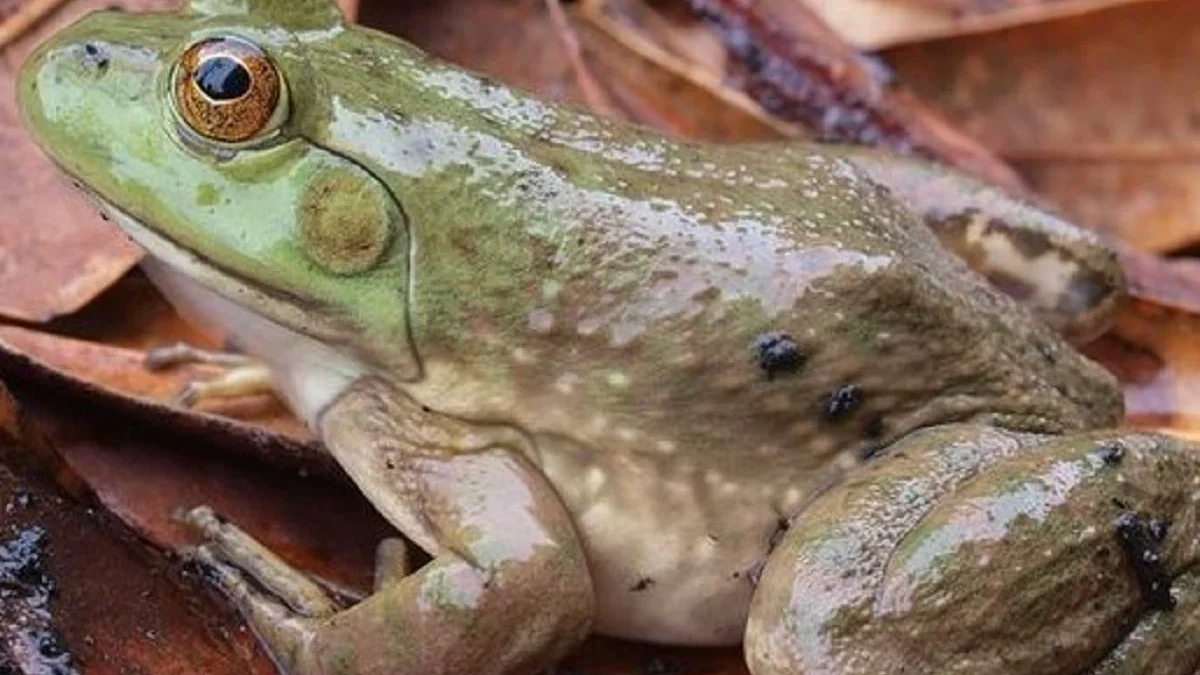 5 Fakta Tentang Katak American Bullfrog, Jenis Katak Besar dan Memiliki Komunikasi yang Unik 