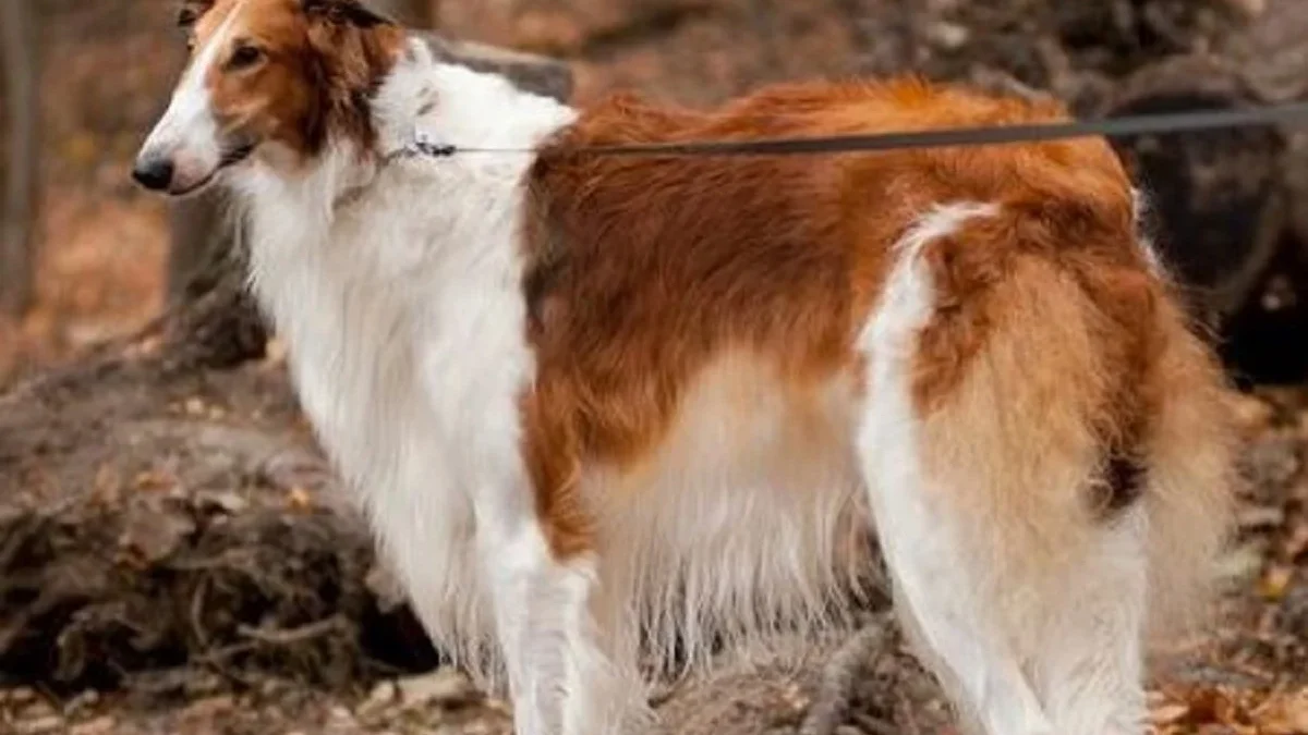 5 Fakta Menarik Anjing Russian Wolfhound , Jenis Anjing yang Memiliki Moncong Panjang 