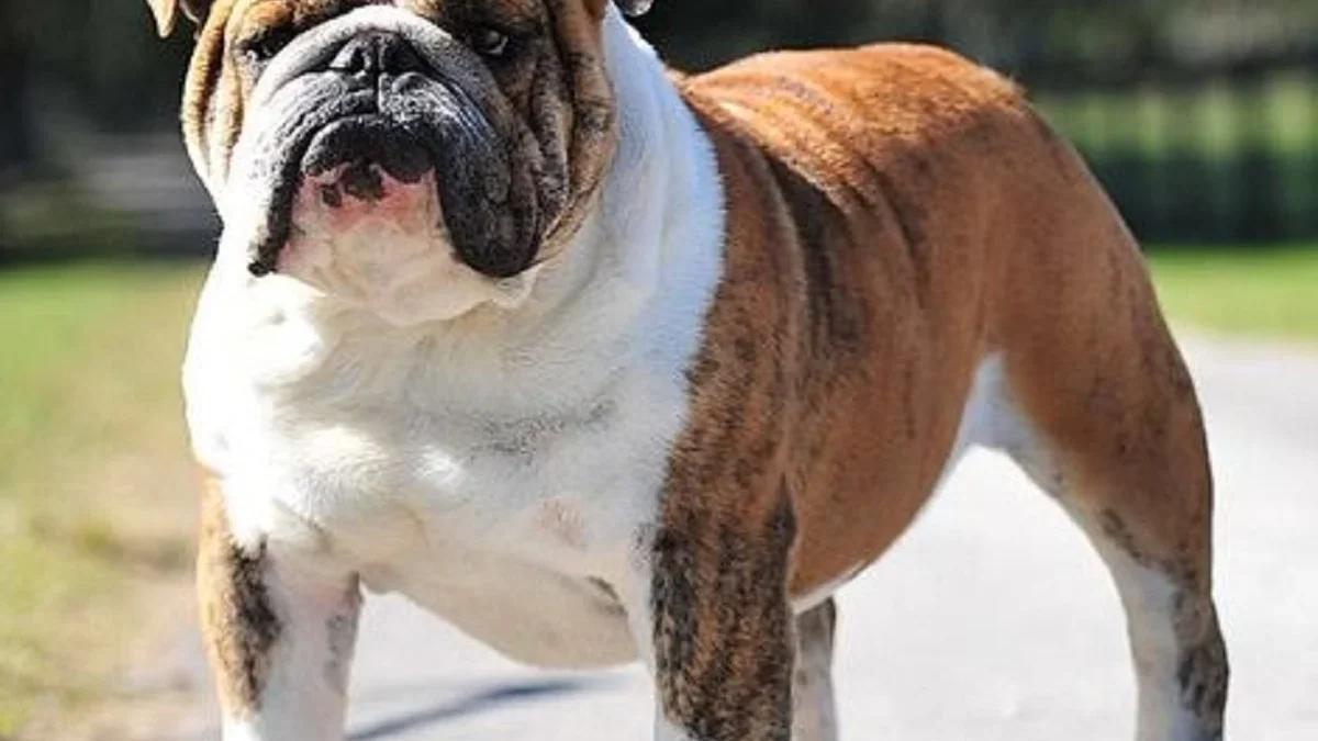 5 Fakta Menarik Tentang Anjing Bulldog, Anjing yang Sangat Ramah 