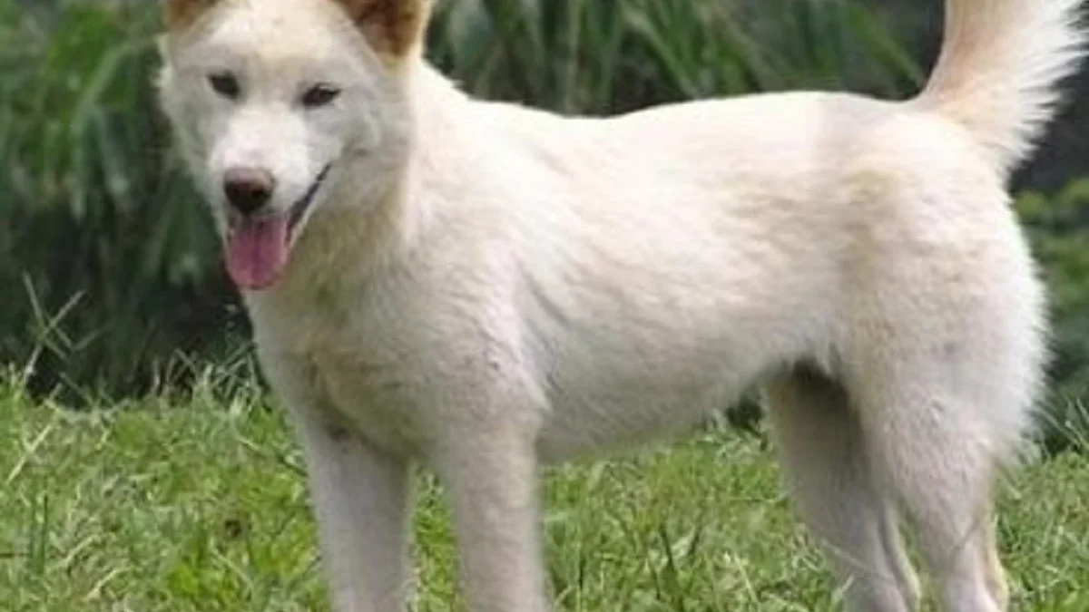 5 Fakta Menarik Tentang Anjing Kintamani, Jenis Anjing Asli Indonesia 