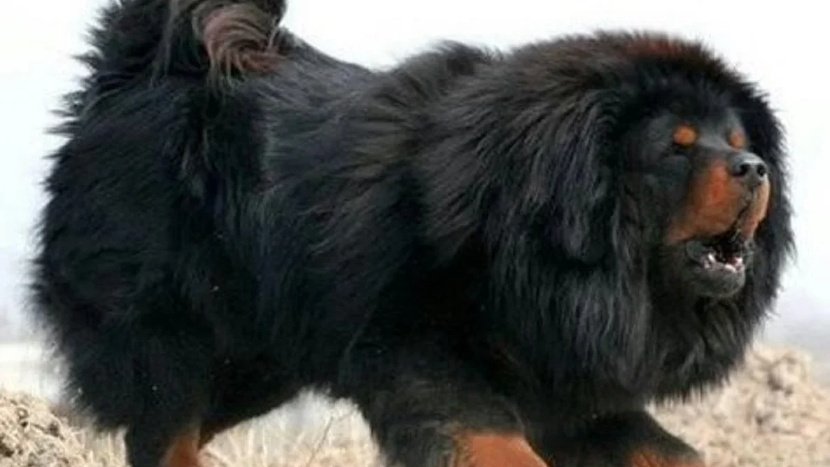 5 Fakta Menarik Tentang Anjing Tibetan Mastiff, Anjing yang Memiliki Surai Seperti Singa 