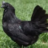 9 Fakta Menarik Ayam Cemani, Ayam yang Warna Badanya Hitam Semua 