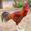 5 Fakta Menarik Tentang Ayam Pelung, Jenis Ayam Khas Jawa Barat 