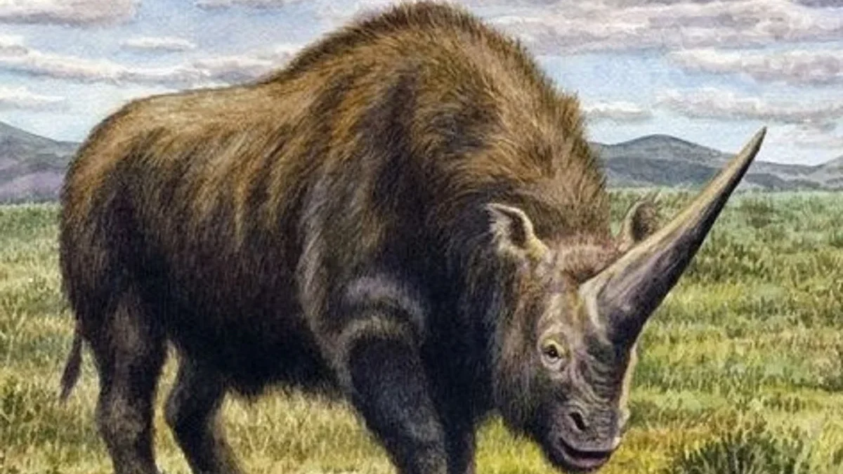 5 Fakta Menakjubkan Elasmotherium, Badak Raksasa Pra Sejarah 
