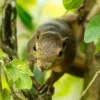 5 Fakta Menarik Tentang Callosciurus Notatus atau Bajing yang Kerap Kita Lihat di Pohon Kelapa 