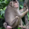 5 Fakta Menarik Southern Pigtail Macaque, Atau yang Sering Disebut Monyet Beruk 
