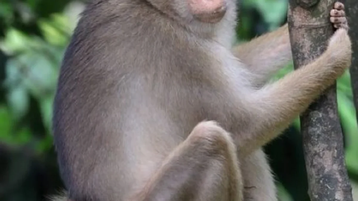 5 Fakta Menarik Southern Pigtail Macaque, Atau yang Sering Disebut Monyet Beruk 