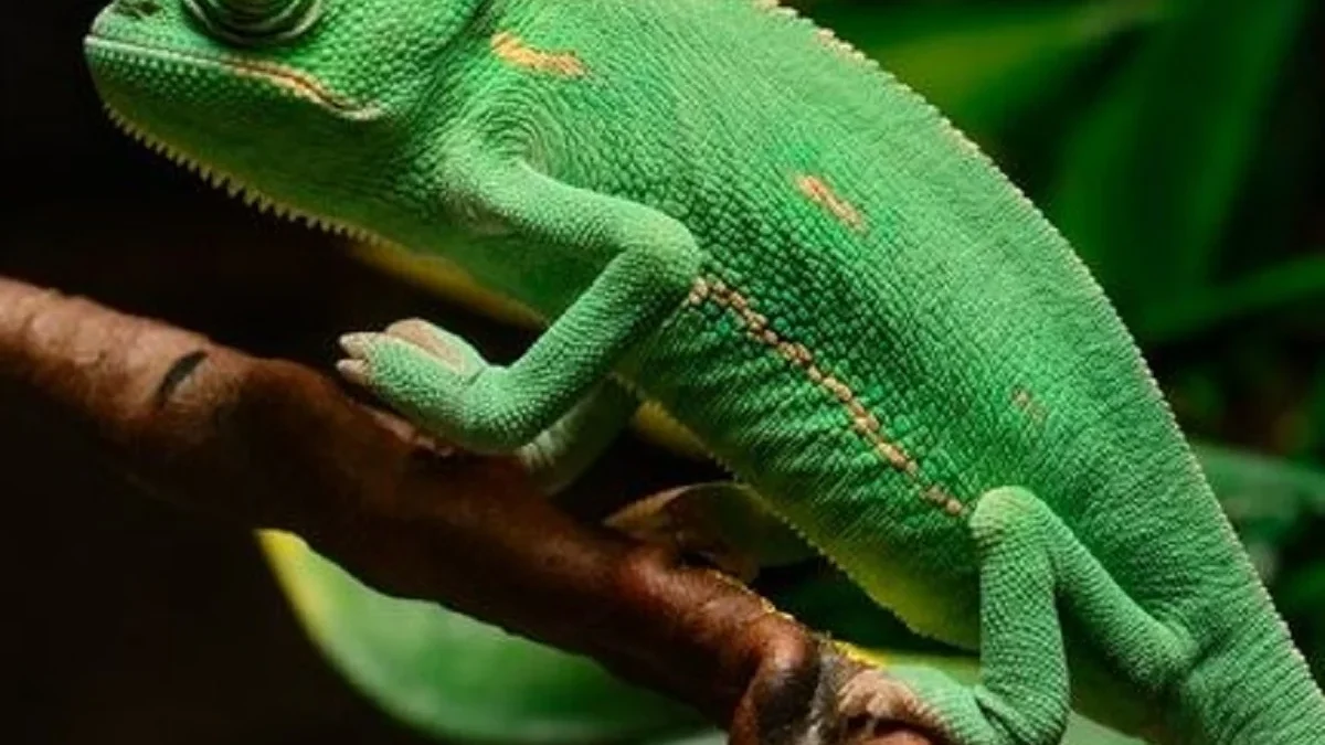 5 Fakta Menakjubkan Tentang Bunglon, Jenis Reptil yang Dapat Mengubah Warna Kulitnya Apabila Terancam 