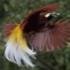 6 Hewan Endemik Dari Pulau Papua yang Sangat Langka, Keberadaan yang Sangat Langka dan Sangat Dilindungi