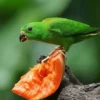 5 Fakta Mengenai Burung Loriculus, atau Burung Serindit Burung Berwarna Hijau 