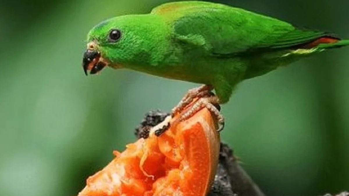5 Fakta Mengenai Burung Loriculus, atau Burung Serindit Burung Berwarna Hijau 