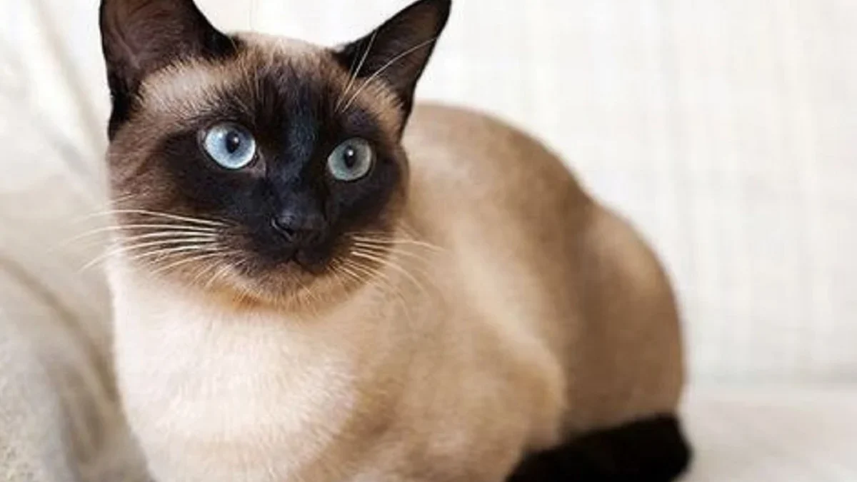 5 Fakta Menarik Tentang Kucing Siam, Kucing yang Memiliki Sifat yang Sangat Menarik 
