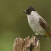 7 Fakta Menarik tentang Burung Kutilang