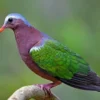 5 Fakta Tentang Burung Chalcophaps Indica, Burung Merpati yang Sangat Eksotis