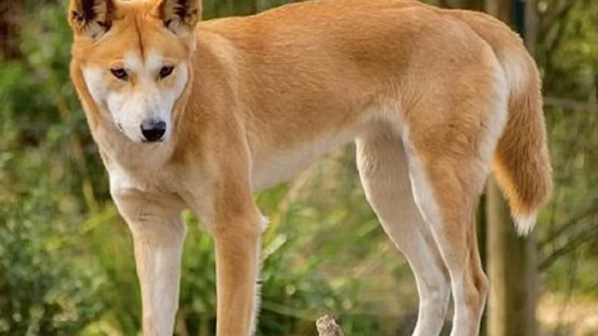 5 Fakta Menarik Tentang Dingo, Biasa Berburu Secara Berkelompok 