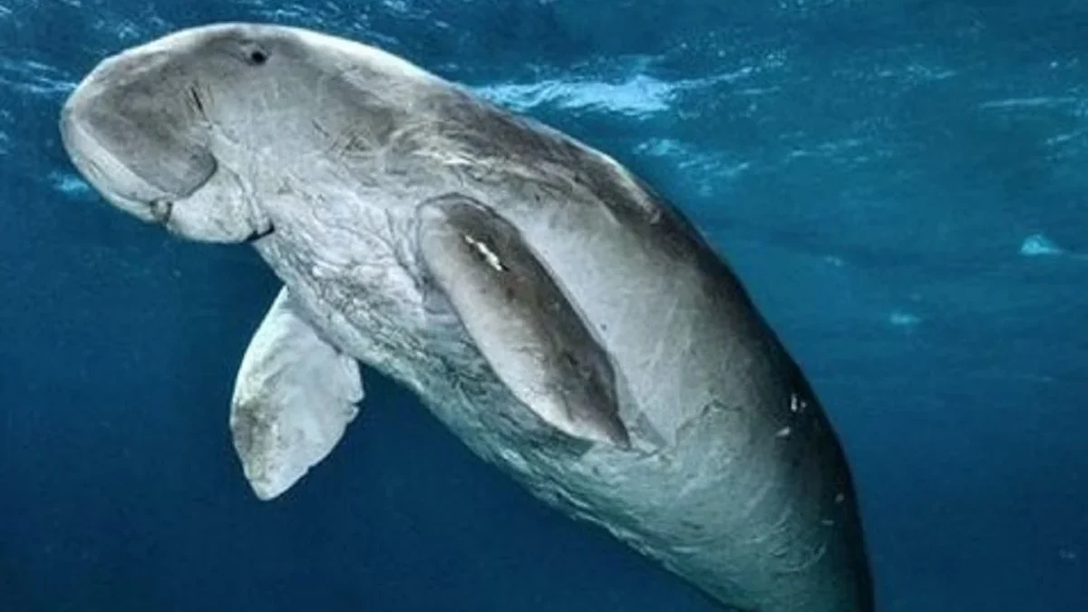 10 Fakta Menarik Tentang Dugong, Jenis Mamalia Laut yang Sangat Terancam Punah dan Sangat Langka