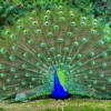 7 Fakta Unik yang Membuat Burung Merak Begitu Memukau