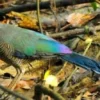 8 Fakta Menarik tentang Burung Toktor Sumatera