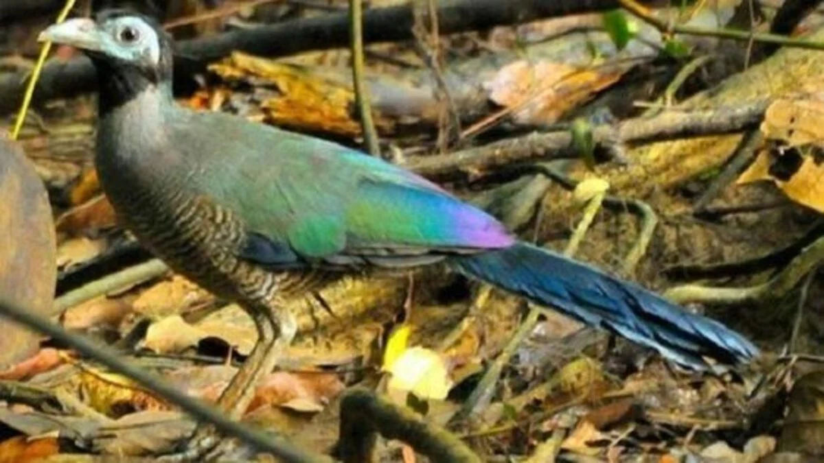 8 Fakta Menarik tentang Burung Toktor Sumatera