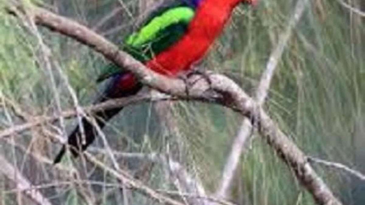 Burung Nuri Raja Papua: Keberadaan dan Ancaman Terhadap Populasinya