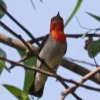 Burung Madu Jawa: Fakta Menarik dan Konservasi