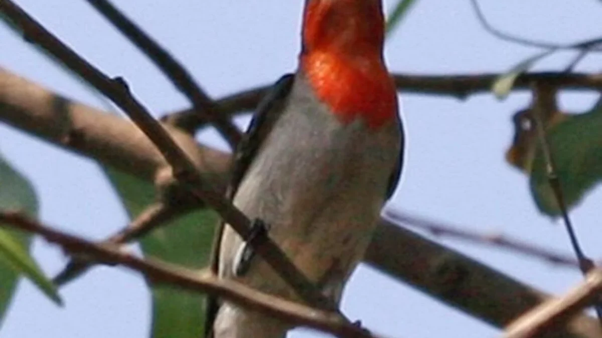 Burung Madu Jawa: Fakta Menarik dan Konservasi