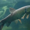 5 Fakta Menarik Tentang Ikan Ctenopharyngodon Idella atau Ikan Karper Rumput, Si Pemakan Gulma Air