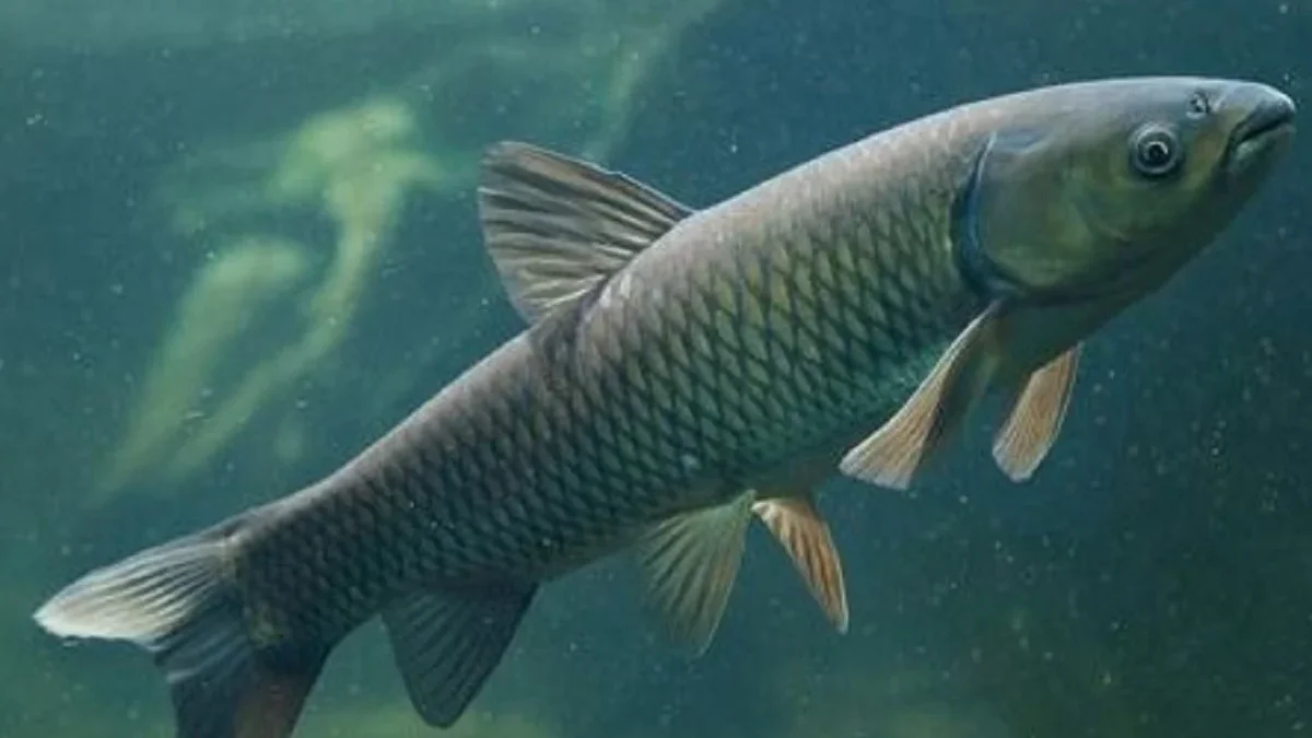 5 Fakta Menarik Tentang Ikan Ctenopharyngodon Idella atau Ikan Karper Rumput, Si Pemakan Gulma Air
