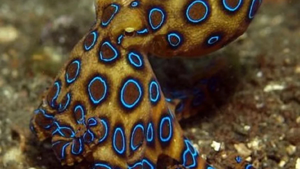 5 Fakta Mengerikan Tentang Gurita Cincin Biru, Hewan Laut yang Sangat Mematikan dan Berbahaya 