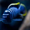8 Jenis Ikan Cichlid Afrika yang Sangat Cocok Untuk Aquarium Biotope Kamu agar Semakin Menarik 