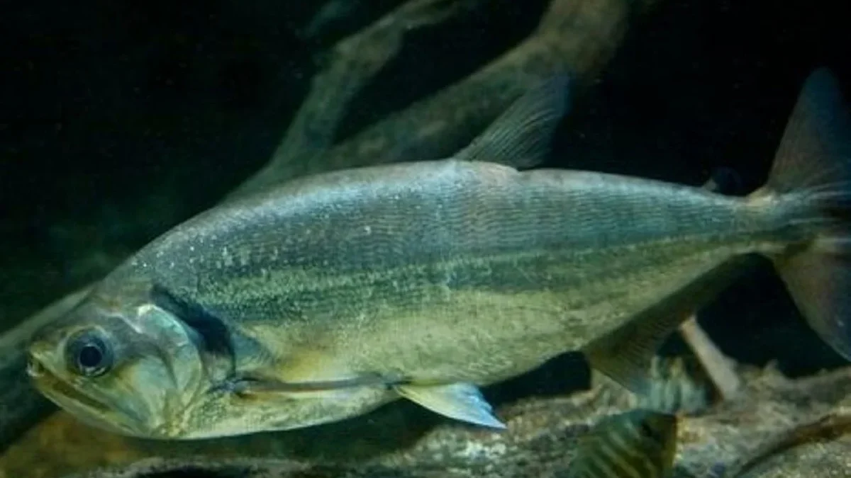 5 Fakta Menarik Tentang Ikan Hydrolycus Scomberoides, Ikan yang Memiliki Gigi yang Sangat Tajam dan Juga Menye