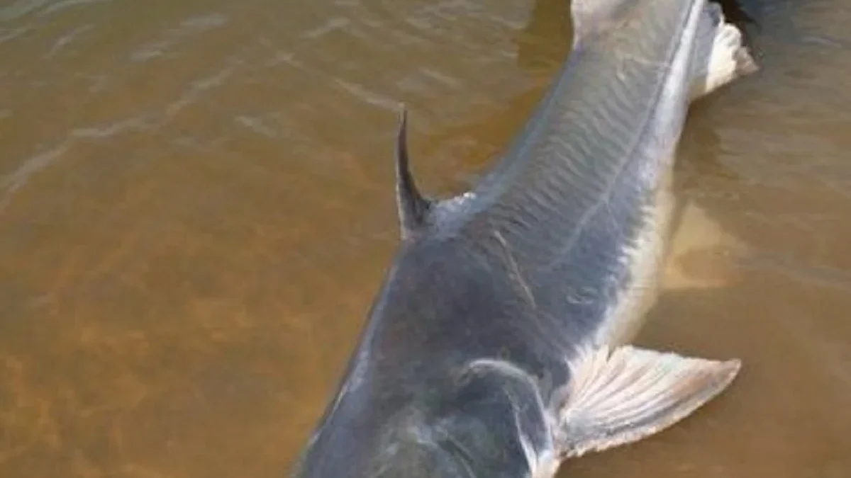 5 Fakta Tentang Brachyplatystoma filamentosum, Jenis Ikan Lele Karnivora Asal Sungai Amazon 